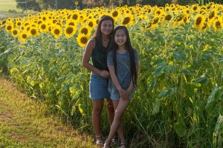 Sunflowers